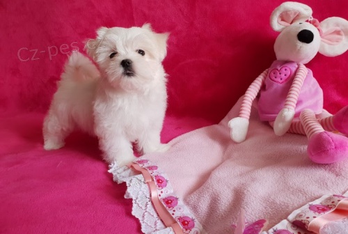 OČKOVANÝ miniaturní maltézáček štěňata na prodej. OČKOVANÝ miniaturní maltézáček štěňata na prodej.