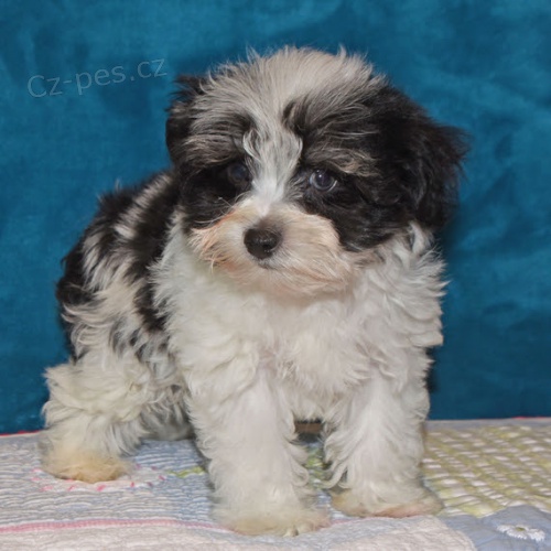 miniaturní štěňata kníračů k adopci miniaturní štěňata kníračů k adopci