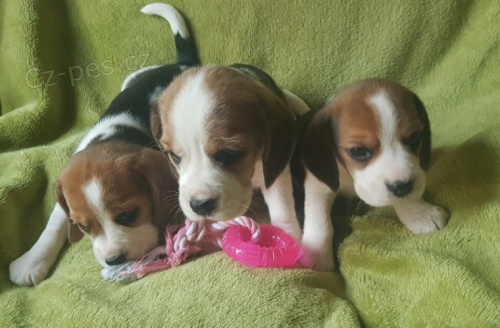 Kr�sn� a roztomil� trikol�ra �t��ata b�gla dostupn� a p�ipraven� nyn� na prodej.