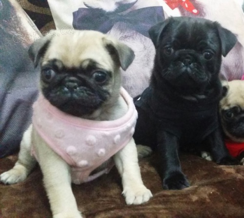 Roztomil� a zdrav� Mops�k mu�i a �eny �t��ata k adopci.