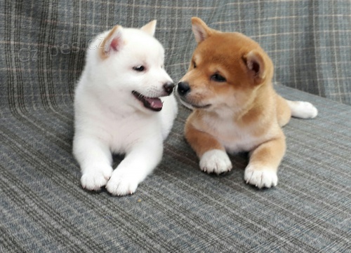 Prod�m rozko�n� miminka �t��ata shiba inu