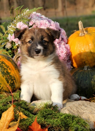 Prod�m �t��ata border kolie