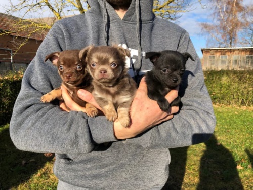 �t���tka �ivavy s PP( mini)