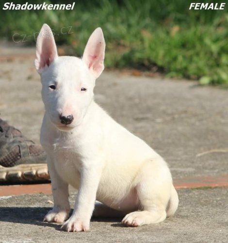 Mini bulteri�r �t��ata