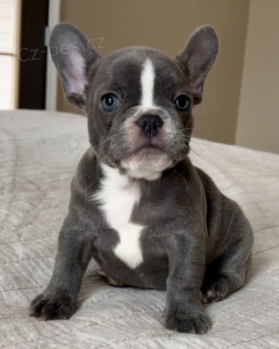 Prodám krásná modrá, černá a béžová štěňata francouzského buldočka. Prodám krásná modrá, černá a béžová štěňata francouzského buldočka.