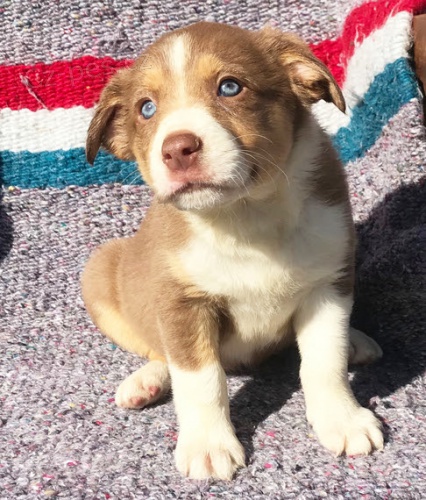 Sladk� miminka �t��ata Border kolie na prodej