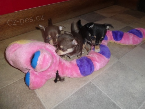 �ivava mini/�ivava mini/�ivava mini