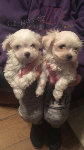 PRODÁM OČKOVANÁ mini štěňátka maltézáčků a pejsků. PRODÁM OČKOVANÁ mini štěňátka maltézáčků a pejsků.