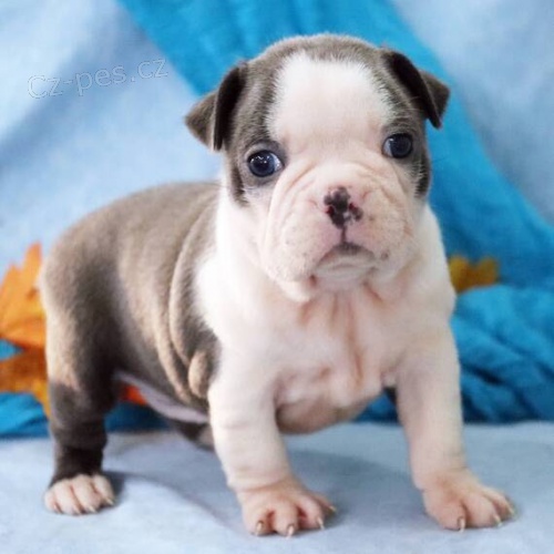 Prod�m o�kovan� a zdrav� �t��ata bostonsk�ho teri�ra