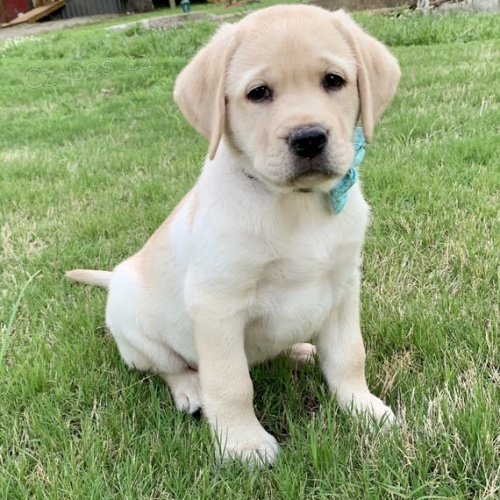 Prod�m �t��ata labradorsk�ho retr�vra.