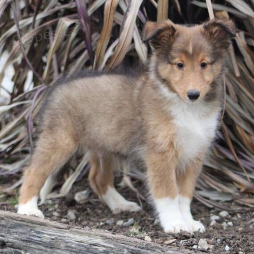 Shetlandský ovčák Štěňata k adopci Shetlandský ovčák Štěňata k adopci