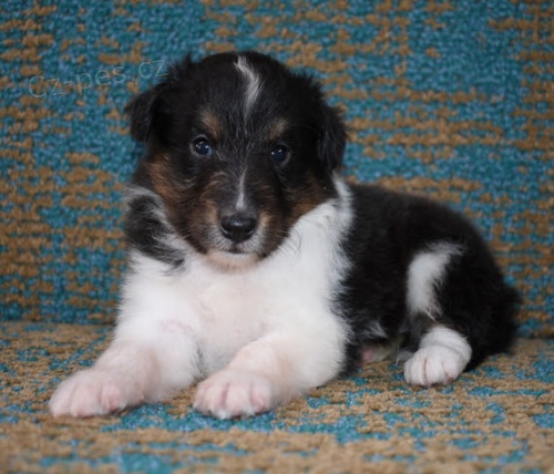 Štěňata Sheltie k adopci Štěňata Sheltie k adopci