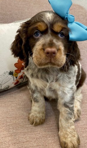 Prod�m �t��ata anglick�ho �pringr�pan�la.