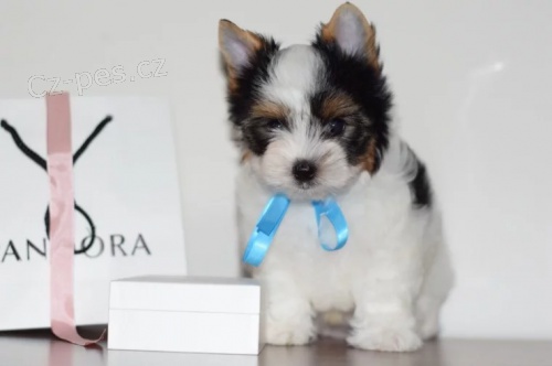 Krásná Biewer pejsek a fenka k adopci. Krásná Biewer pejsek a fenka k adopci.