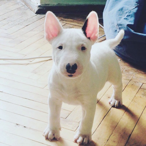 �t��ata bulteri�ra k adopci.