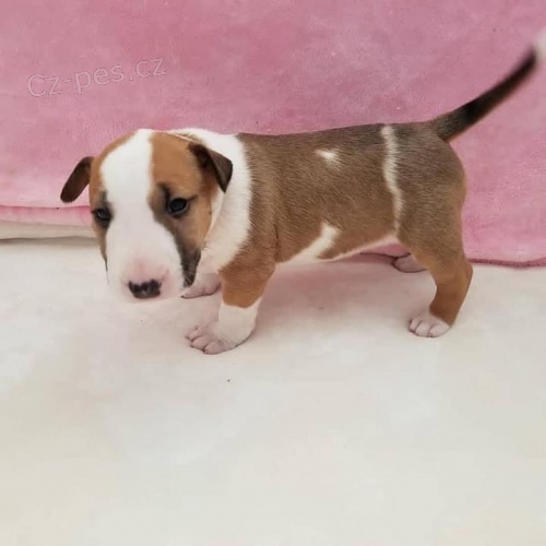 zdrav� �t��ata bulteri�ra k adopci.