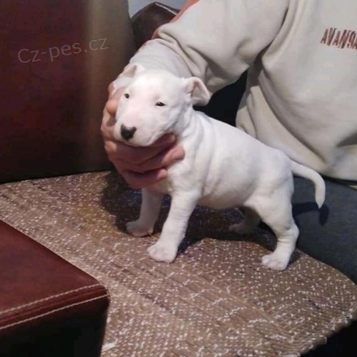 �t��ata bulteri�ra