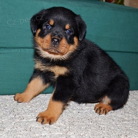 Francouzský buldoček Francouzský buldoček