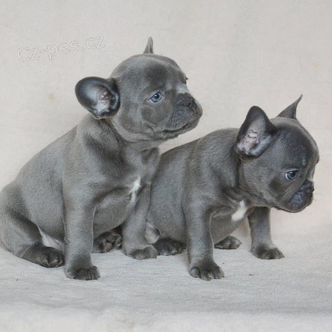 štěňata francouzského buldočka štěňata francouzského buldočka
