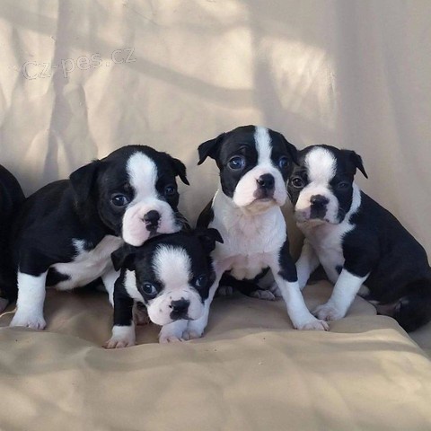 �t��ata Bostonsk�ho teri�ra