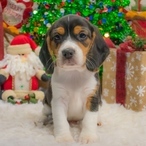 V�no�n� d�rek trikolorn� �t��ata b�gla.