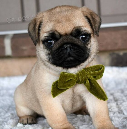 Kr�sn� v�no�n� a novoro�n� d�rkov� �t��ata mopse. Pouze pro v�n� osoby.