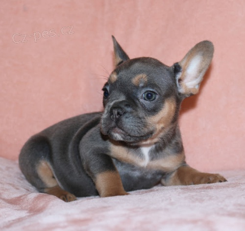 Prodám ZDRAVÁ,ODČERVOVANÁ a OČKOVANÁ štěňata francouzského buldočka. Prodám ZDRAVÁ,ODČERVOVANÁ a OČKOVANÁ štěňata francouzského buldočka.