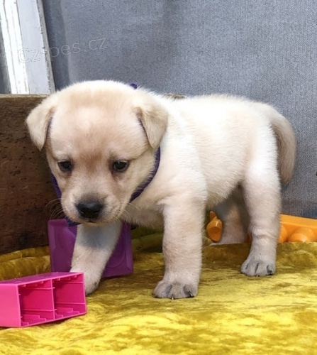 Prod�m zdrav� �t��ata labradora.