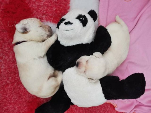 Smetanov� �t���tka labradorsk�ho retrievera s PP