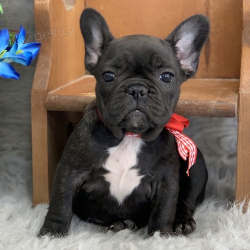 12 TÝDNŮ Štěňata francouzského buldočka k adopci 12 TÝDNŮ Štěňata francouzského buldočka k adopci