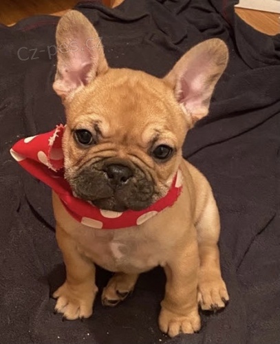 Vánoční a novoroční štěňata francouzského buldočka k adopci Vánoční a novoroční štěňata francouzského buldočka k adopci