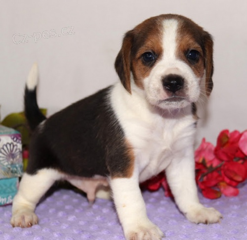 Štěňata BEAGLE k adopci Štěňata BEAGLE k adopci