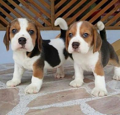 BEAGLE trikol�ra k adopci