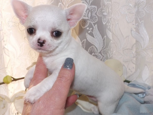 V�noce a nov� rok �ivava ��lek �t��at k adopci.