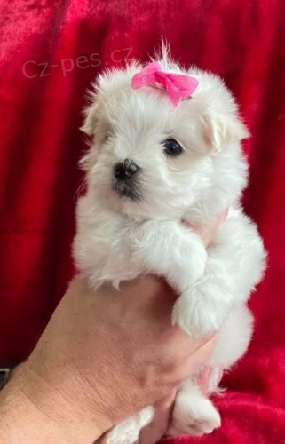 hračka mini maltézáčků k adopci. hračka mini maltézáčků k adopci.