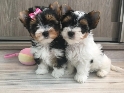 Štěňata Yorkie Biewer pes a fenka. Štěňata Yorkie Biewer pes a fenka.