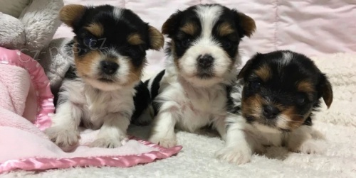 Štěňata Biewer k adopci Štěňata Biewer k adopci