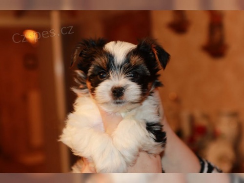 Vánoce a nový rok Biewer štěňata k adopci Vánoce a nový rok Biewer štěňata k adopci