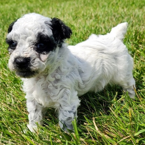 Zdravá a krásná štěňátka trpasličího pejska a fenky pudla k ADOPCI Zdravá a krásná štěňátka trpasličího pejska a fenky pudla k ADOPCI