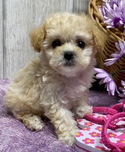 �t���tka trpasli��ho pudla a pudl�ka k ADOPCI