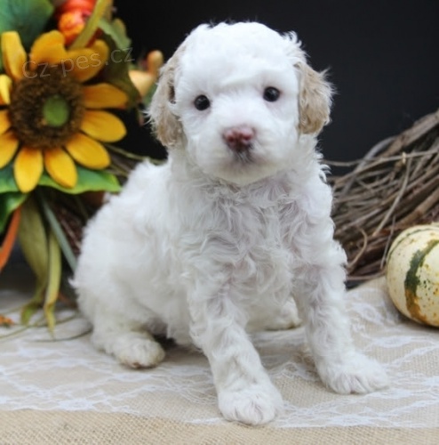 �t���tka B�L�HO trpasli��ho pudla k ADOPCI