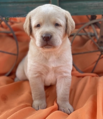 Prodám zdravá štěňata labradora. Prodám zdravá štěňata labradora.