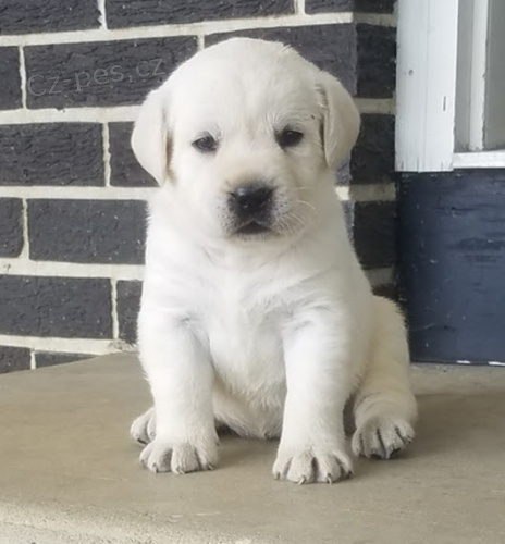 �t��ata labradorsk�ho retr�vra k adopci