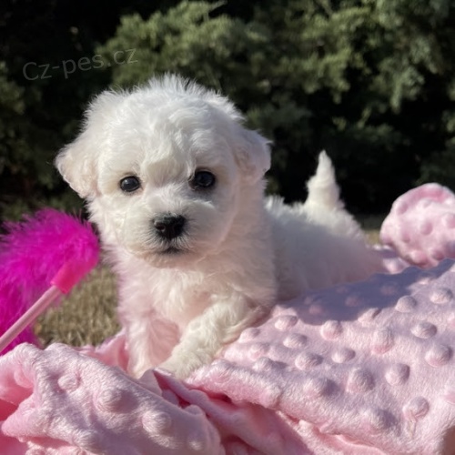 Štěňata bišonka jsou k dispozici a připravena k adopci. Štěňata bišonka jsou k dispozici a připravena k adopci.