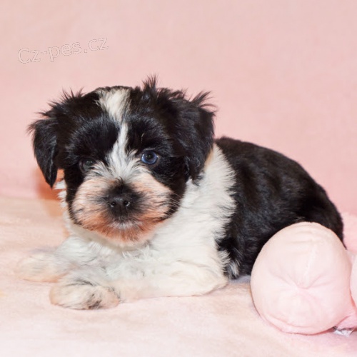 Štěňata malého knírače k adopci Štěňata malého knírače k adopci