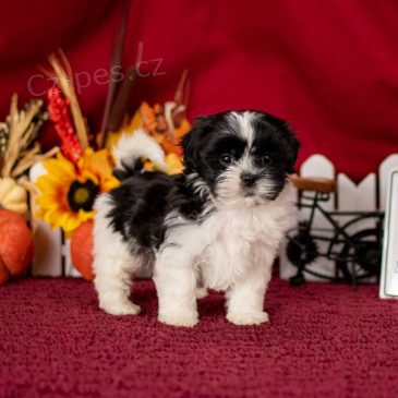 �t���tka Shihpoo k ADOPCI