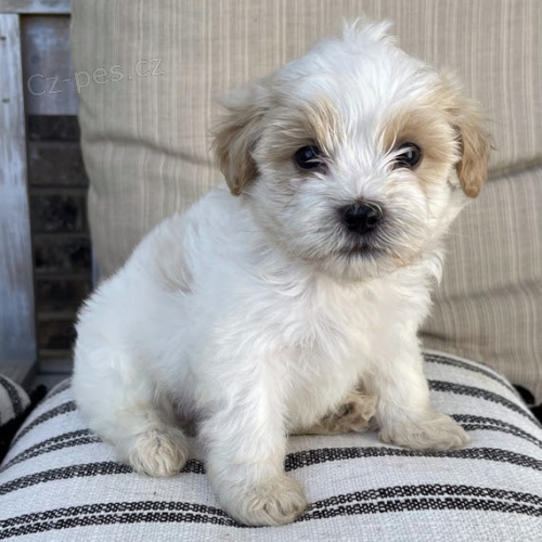 �t��ata Shihpoo k v�no�n� adopci