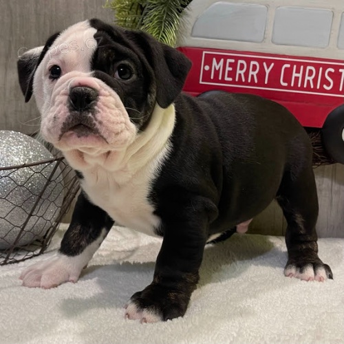 �t��ata ANGLICK�HO buldoka k adopci