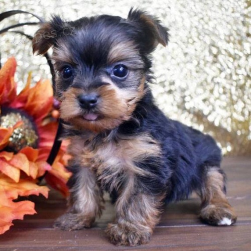 Prodám roztomilá a krásná miniaturní štěňátka jorkšírského teriéra.  Prodám roztomilá a krásná miniaturní štěňátka jorkšírského teriéra.