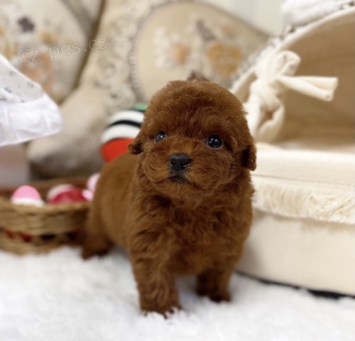 Zdrav� a kr�sn� �t��ata pudl�ka a feny k adopci.